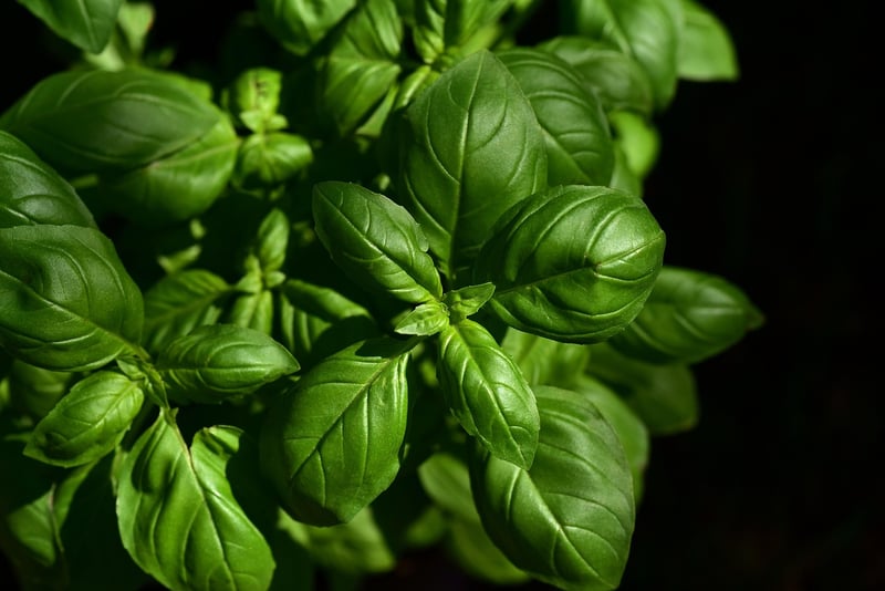 Cooking Ingredients