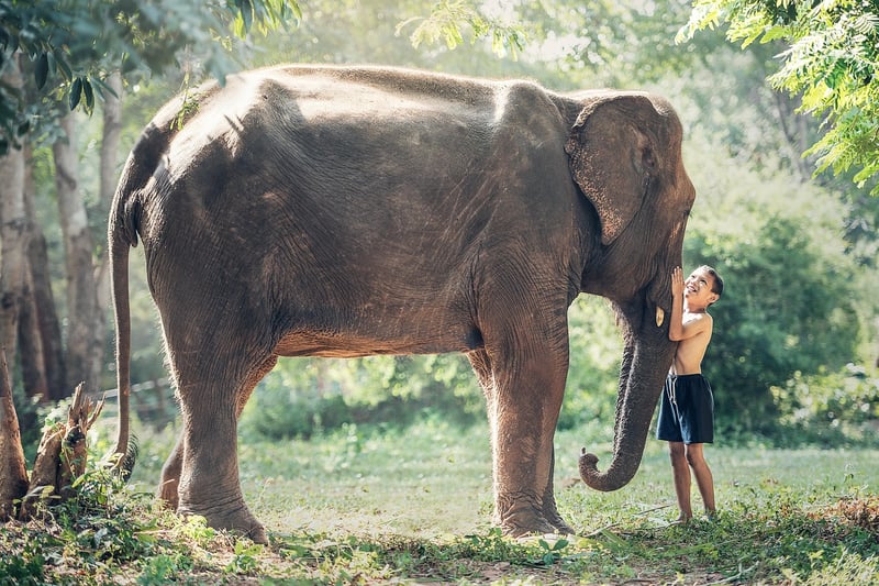 Jungle Safari Adventure